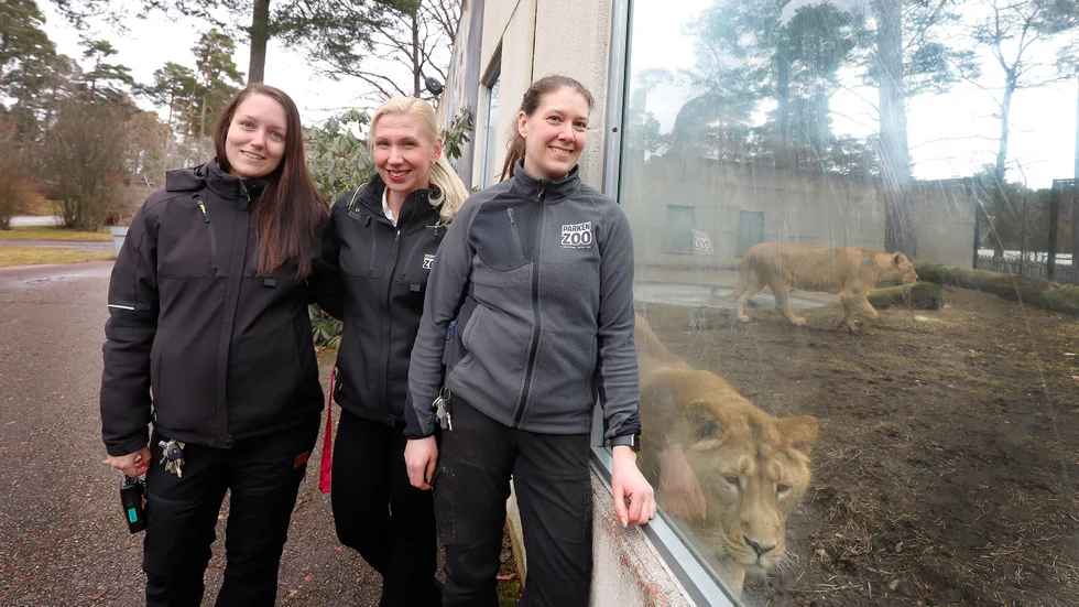 Parken zoos vd Sofia Larsson flankerad av Madeleine Andersson, utbildningsansvarig i djurparken och rovdjursskötaren Jenny Gustafsson.