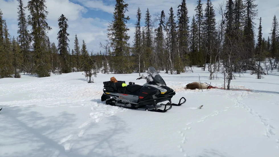 Renen hittades ihjälskjuten strax sydväst om byn Viikusjärvi. Den hade även riv och bitskador efter att ha blivit attackeras av en hund. 