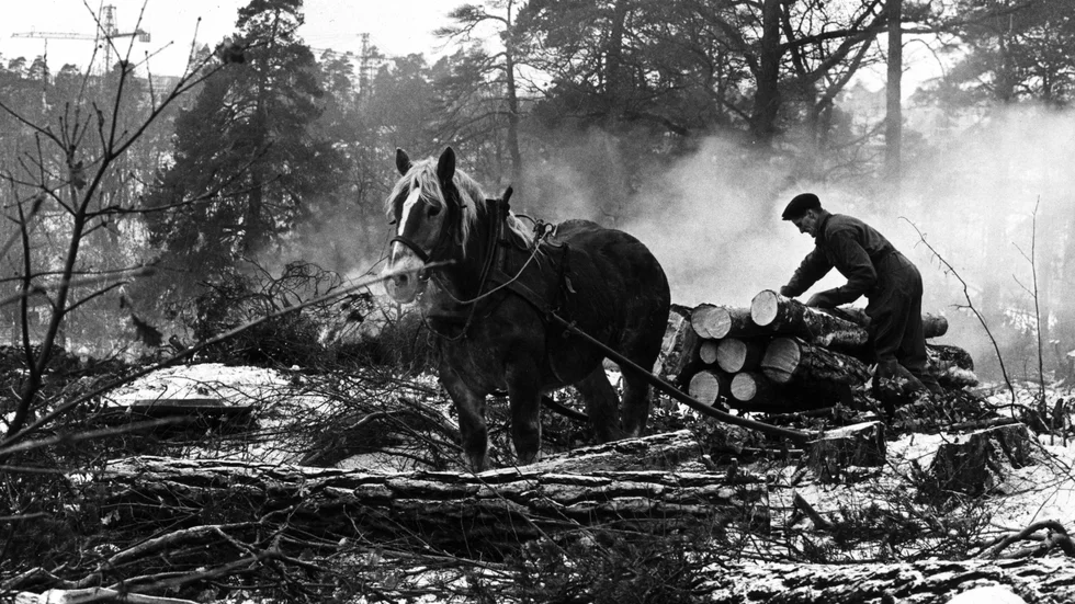 
Skogsavverkning i den råvaruprucerande landsänden