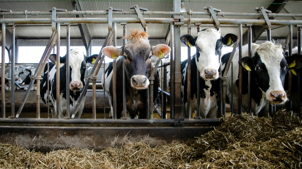 Om korna dricker förorenat vatten kan pfas gå över i både kött och mjölk. Några systematiska kontroller görs dock inte vid slakterier och mejerier.