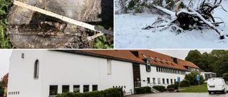 Grannfejden bakom de nedsågade träden i Västerhejde
