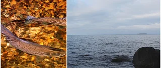 Öringen från Vättern mår dåligt: "I dagsläget finns inget vi kan göra"