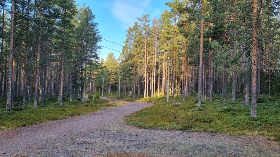 Grisberget i morgonljus.