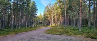 Läsarbild: Härlig morgon på Grisberget