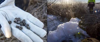 Efter haveriet: Svårupptäckta plastkulor kvar i naturen – oklart hur många: "Jättesvårt att veta"