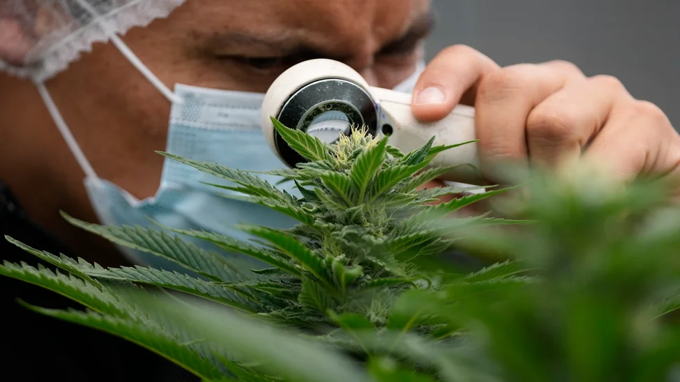 Cannabis legaliseras i Tyskland. Arkivbild.
