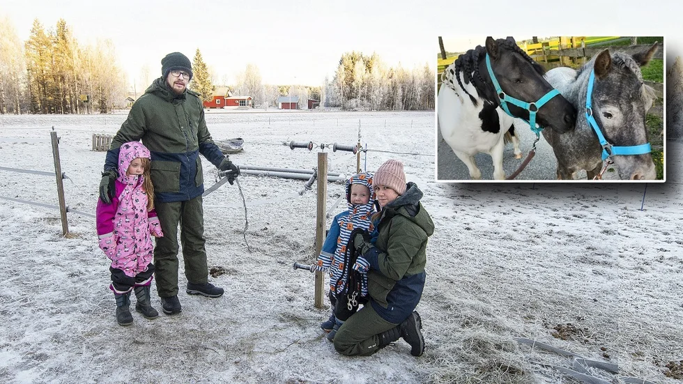 Under lördagen anordnas ett stort sökpådrag efter de försvunna ponnyerna Cupcake och Cookie.