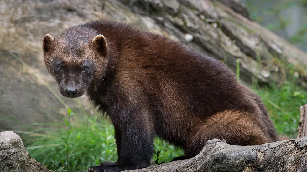 Naturvårdsverket har beslutat om licensjakt på järv. Arkivbild.