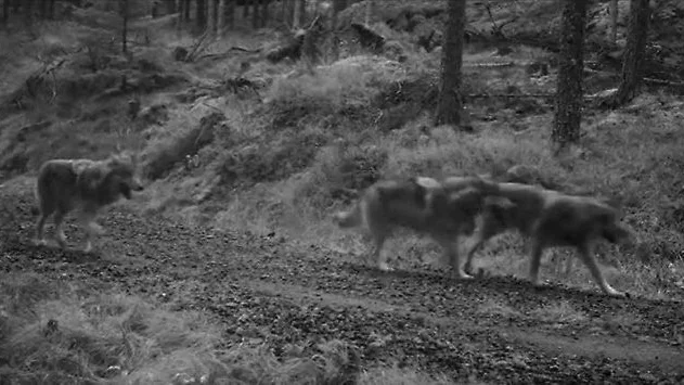 Vargar i Långbogenreviret fångades på film i mitten av november i fjol  när de rörde sig i trakterna av Hällestad. 
