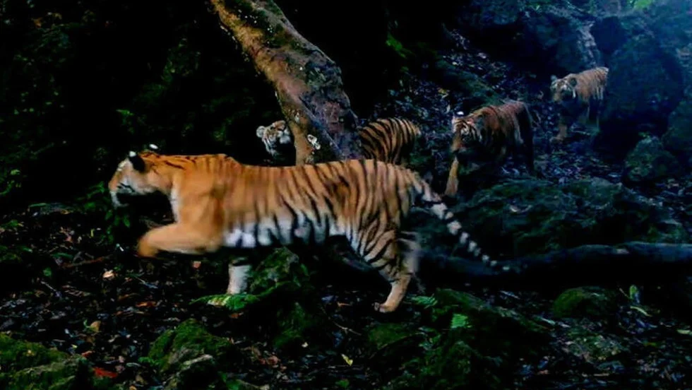 En tigermamma med tre ungar i västra Thailand har fångats på bild.