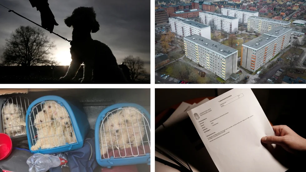 NT och Corren har granskat ett nätverk i Norrköping som har sålt hundvalpar som ofta varit sjuka, insmugglade eller av fel ras.