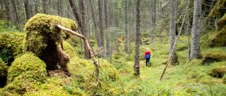 Södermanlands skogar behöver mer död ved