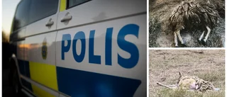 Polisens upptäckt: Gården var full av vanvårdade djur