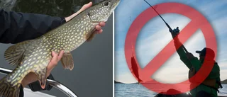 Gäddan är på kraftig nedgång – men åsikterna om fiskeförbud går isär: ”Skapar bara upprörda känslor”
