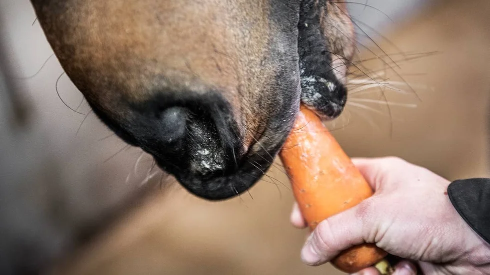 Tre hästar släpptes lös av en okänd gärningsperson under tisdagen.