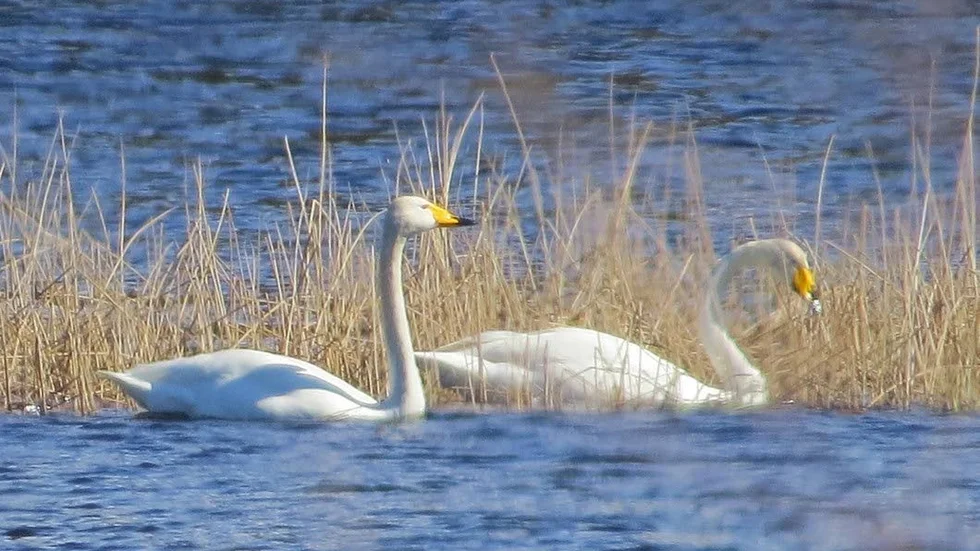 Östergötlands Landskapfågel Sångsvanen. De här två är fotograferade norr om Karlsby mot Degerön.