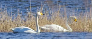 Han vann bildtävlingen i april