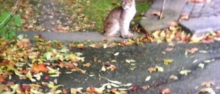 Trodde han såg en katt - var ett lodjur