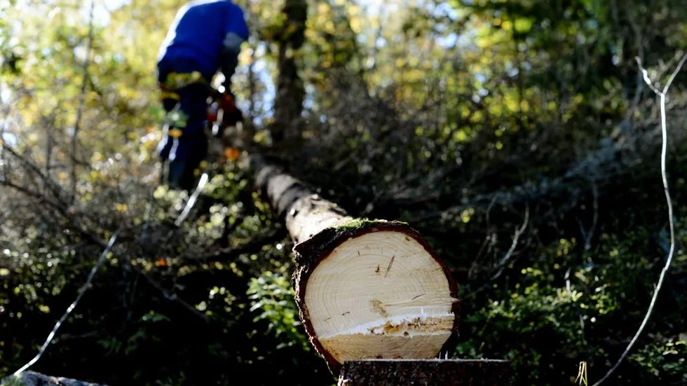 Ett nygammalt skogsbruk med en varsam avverkning gynnar såväl skogsägaren som klimatet och miljön, skriver Anna Brita Sylvan.