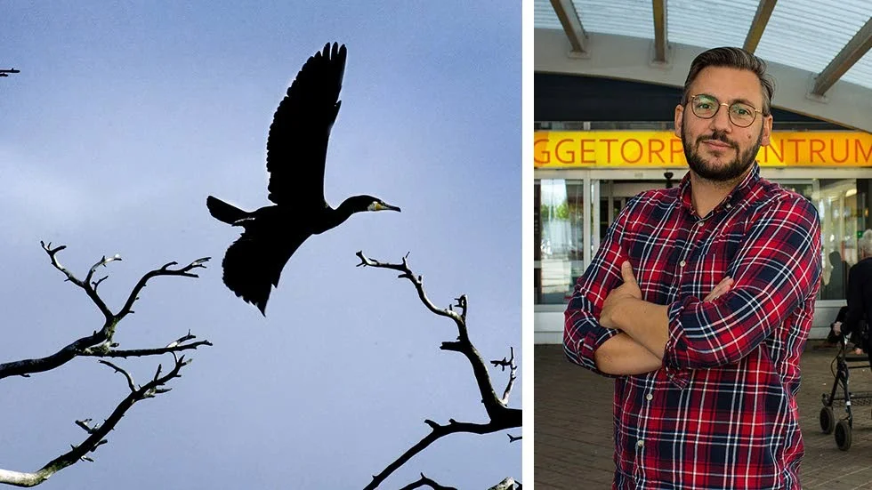 Skarven orsaker stora problem i Roxen. Nu vill Muharrem Demirok (C) att kommunen vidtar kraftfulla åtgärder.
