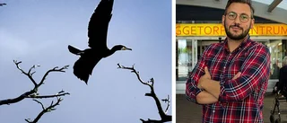 Kommunen tar upp skarvkampen