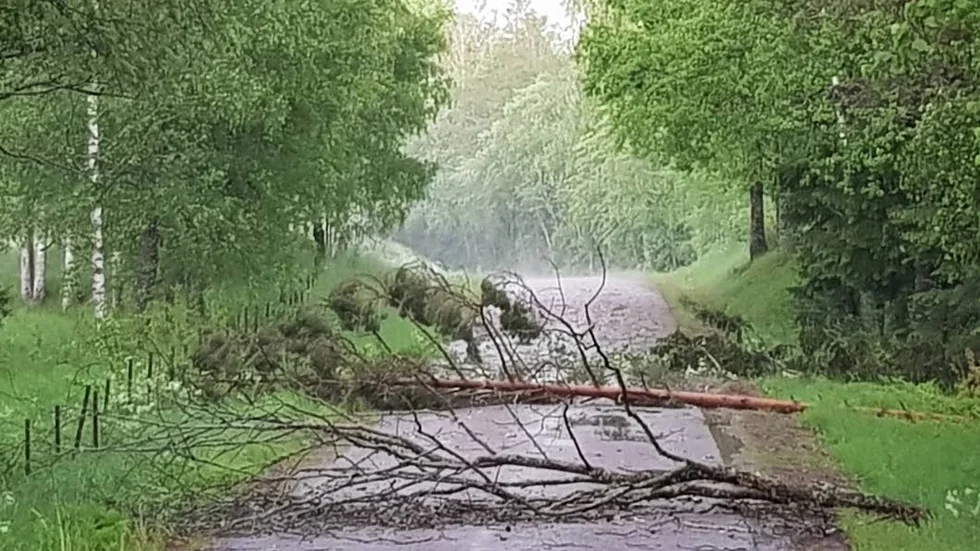 Träd föll över vägarna på många platser under lördagen. (Arkivbild)