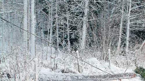 Träd som blåst över elledningar i Kinda orsakade i går strömavbrott för 500 hushåll. Foto: Lars-Göran Bexell