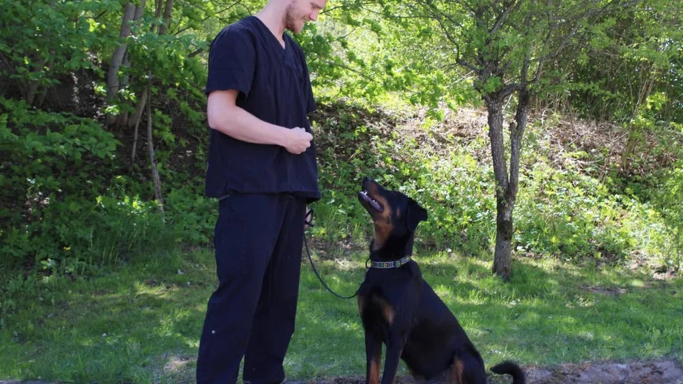 Veterinär Daniel Denitton vet hur  man hanterar ormbett. Lyckligtvis har valpen Bella hittills varit förskonad från ormar.