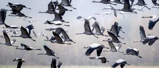 Fågelinvasion vid Tåkern