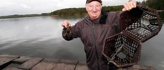 Här finns kräftorna i år