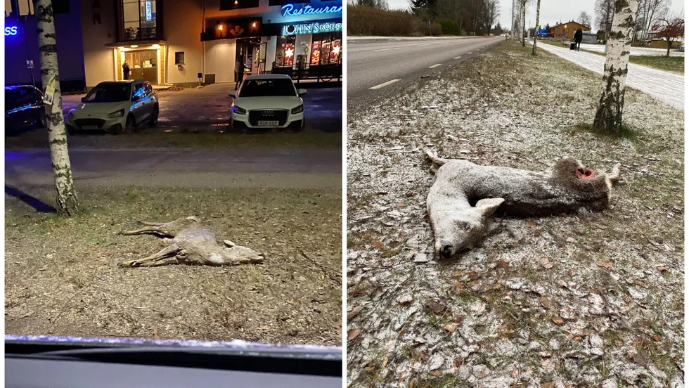 Kadavret av ett rådjur ligger utanför restaurangen John's kök och bar i Skutskär. 