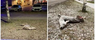 Påkört rådjur blev liggande utanför restaurang