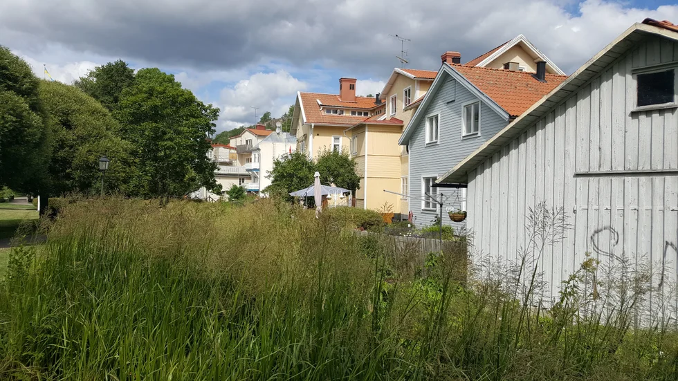 Det växande gräset i Gamlebyån skymmer vattenytan.