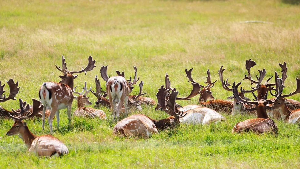 I naturreservatet Gripsholms hjorthage i Mariefred finns ett hundratal dovhjortar. På torsdagen hittades tre av dem dödade i en förmodad rovdjursattack. 