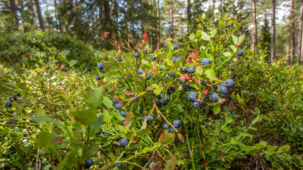 Blåbären är tidiga i år i Norrbotten.