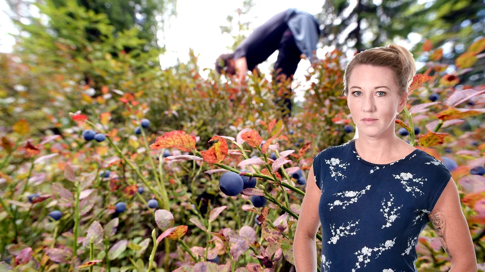 Krönikören skriver om önskan att gilla att plocka bär.