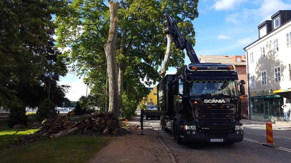 Träden tas ner, men två av dem ska bli högstubbar i parken.