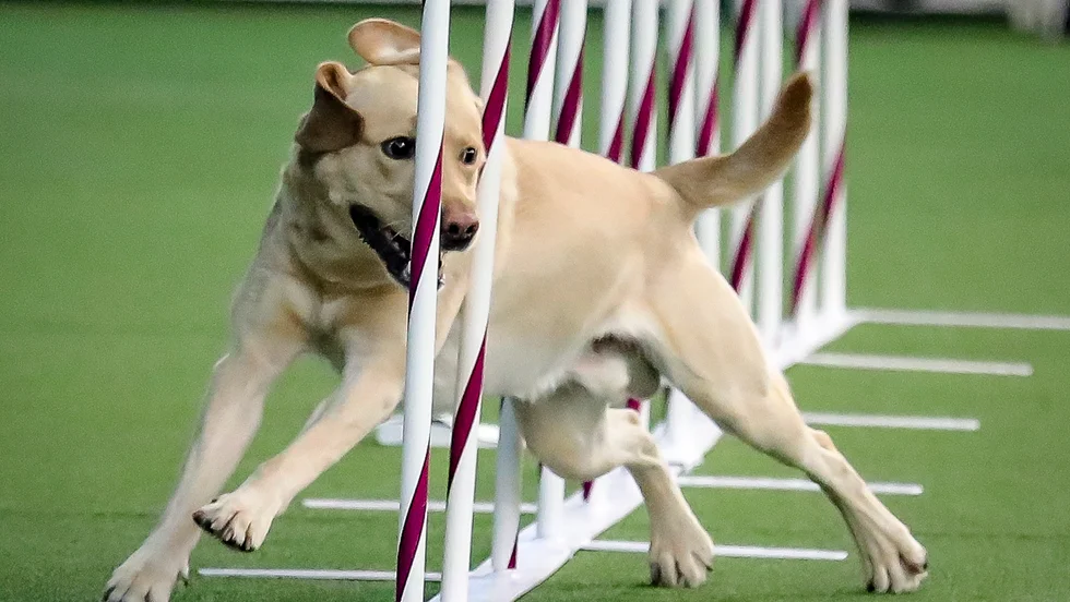 En labrador retriever, här i USA. Hundrasen var populärast bland nyregistrerade hundar i Sverige under 2020. Arkivbild.