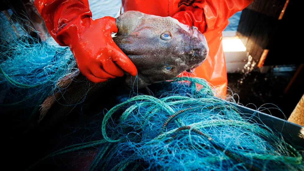 Torskfiske i Östersjön, men inte på det aktuella gotländska fartyget.