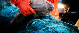 Gotländsk fiskare kan få böta åtta lax 