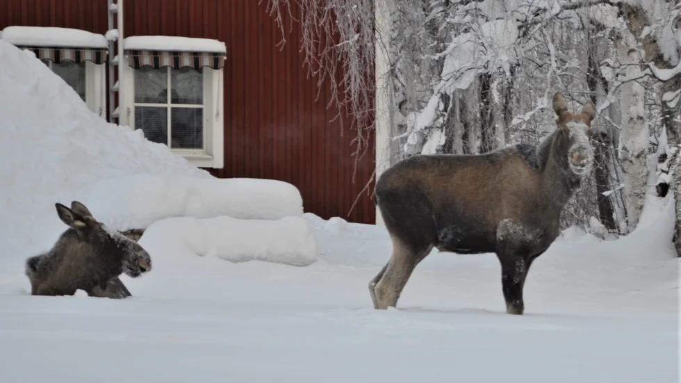 Ett par av de älgar som besöker Jokkmokk.