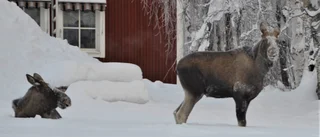 Kommunens älgvarning: "Gå inte nära, gå aldrig mellan"