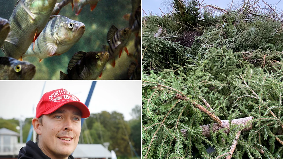 Gamla julgranar i vattnet blir bra lekplatser för abborrar som fäster sina romkorn på grenar och barr.