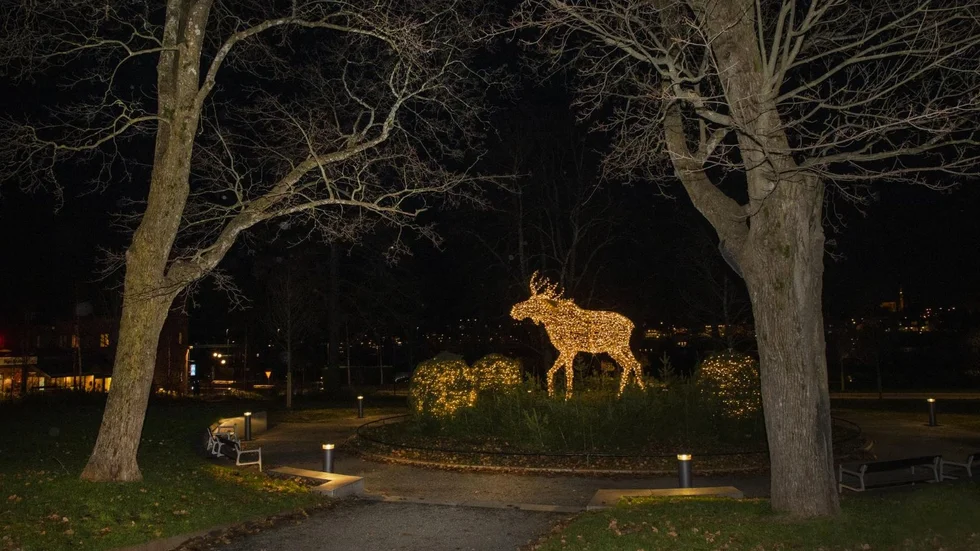 Numera står älgen Mooses i Rådhusparken i centrala Umeå. Om några veckor startar den sin långa älgvandring norrut till vintervistet på Floras kulle i Luleå.
