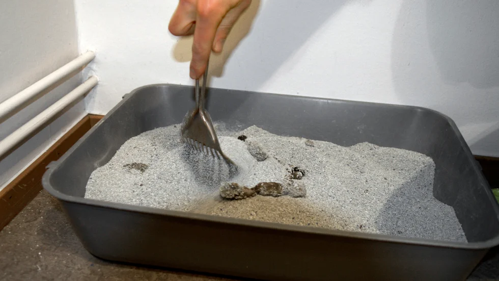 En person i Krokek beskrev lukten som en blandning av kattpiss och en påse köpta köttbullar.
