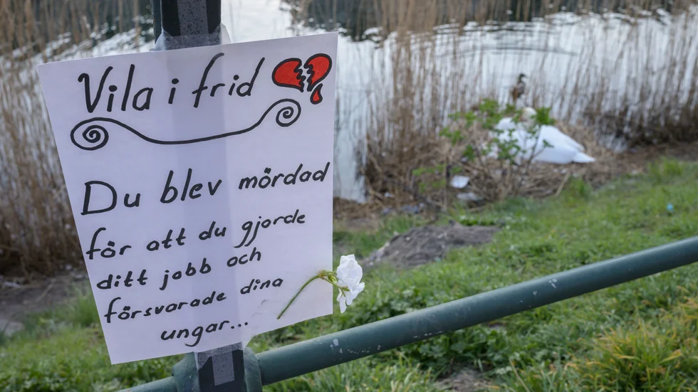 Den ensamma svanhonan ruvar vid Malmö kanal efter att hannen blivit skjuten förra våren. Nu har alla kritiska djurvänner fått rätt– Förvaltningsrätten underkänner avlivningen. Arkivbild.