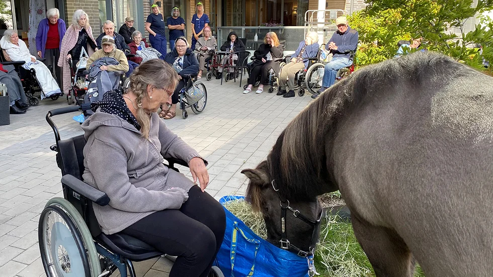 Att få en islandshäst på besök i äldreboendets trädgård var populärt.