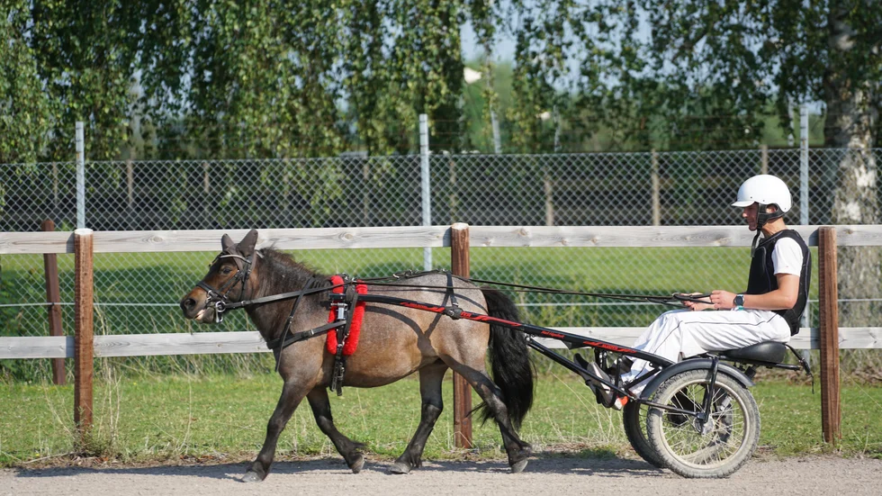 En viktig del i vägen mot att ta kusklicens är att bemästra ponnytravet. Här försöker en av Correns reportrar ta sig an denna utmaning. 
