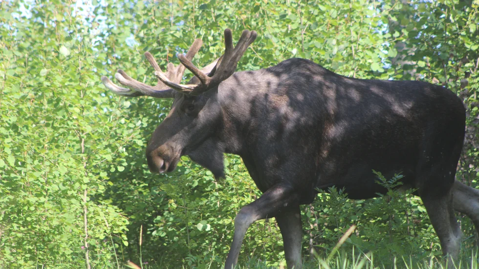Naturvårdsverket har skickat ut en mängd felaktiga statliga jaktkort. Dessa kan inte användas vid en kontroll av tillsynsmyndighet. (Arkivbild)