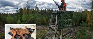 Jägaren: "Jag har skjutit världens minsta älg"